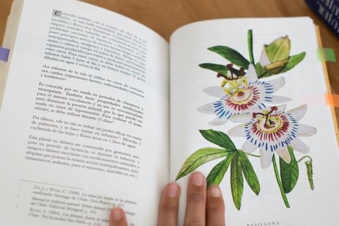 DEL CUERPO A LAS RAÍCES